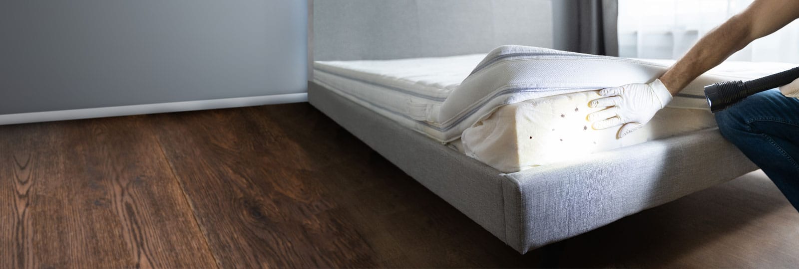 Punaises de lit caches dans un matelas.