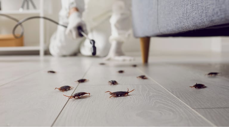 Coquerelles mortes sur le plancher.