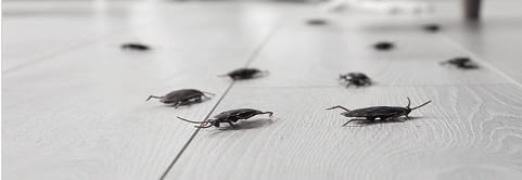 Coquerelles sur un plancher.