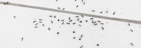 Fourmis sur un plancher.