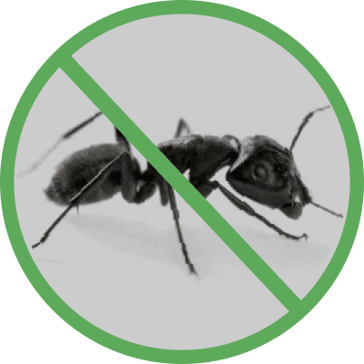 Fourmis avec un signe interdit par-dessus.