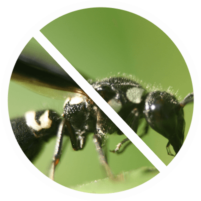 Guepe a tache blanche.