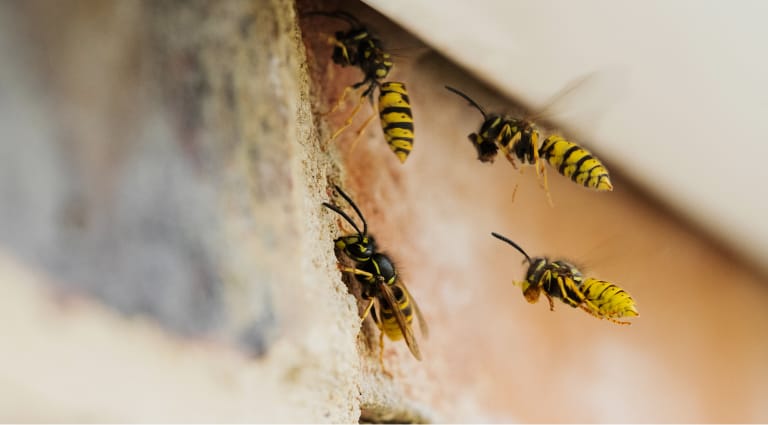 Guepes s'infiltrant dans un mur de briques.