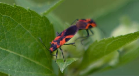 Punaise de l’érable.