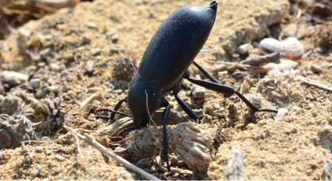 Ténébrions meuniers.