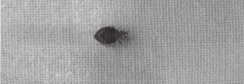 Une punaise de lit sur un drap.