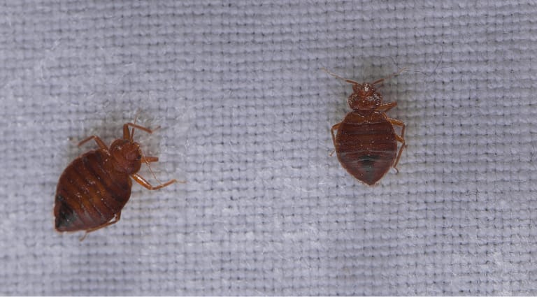 Punaises de lit sur un drap.