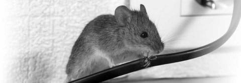 Souris rongeant un fils electrique.