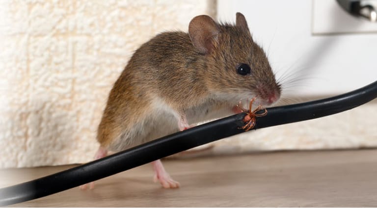 Souris rongeant un fils electriques.