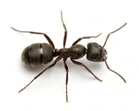 Une fourmis sur fond blanc.