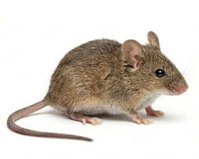 Une souris sur fond blanc.