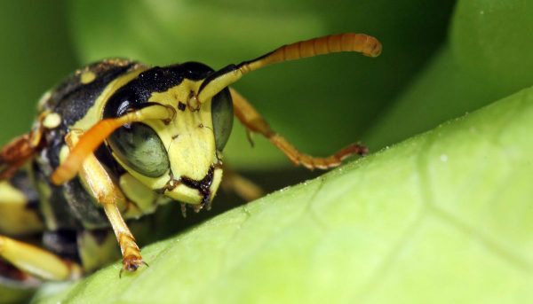 Exterminateur 'insectes (guêpes, fourmis, cafards) et autres nuisibles